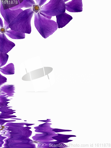 Image of Flowers background reflecting in water