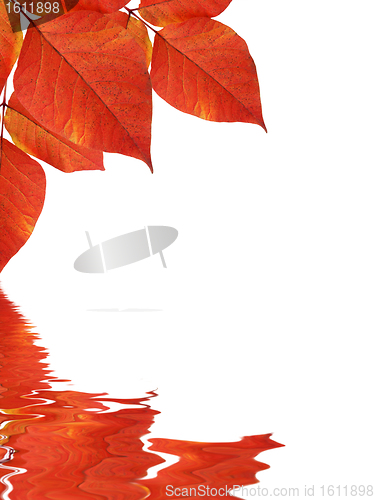 Image of Leaves background reflecting in water