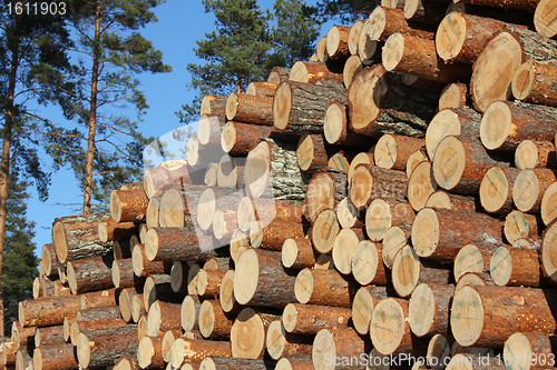 Image of Pine Timber Logs Stacked in Pine Forest