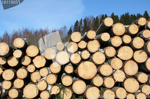 Image of Stacked Spruce Timber in Spring Forest