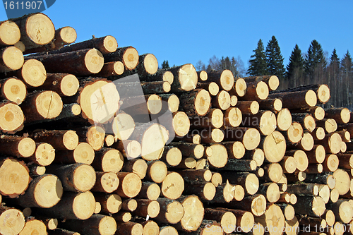 Image of Pine Timber Logs