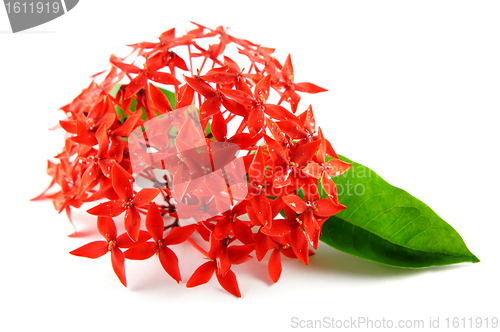 Image of Red Flowers with Green Leaf