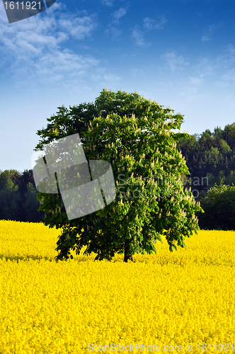 Image of  Rapeseed Field 