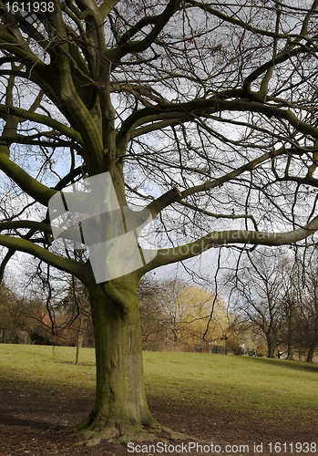 Image of tree
