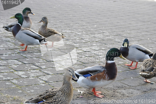 Image of ducks
