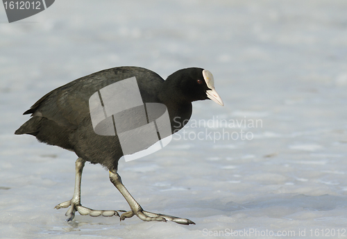 Image of Common Coot on the ice.