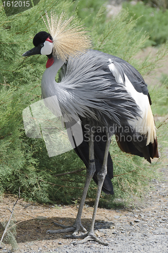 Image of grey crowned crane