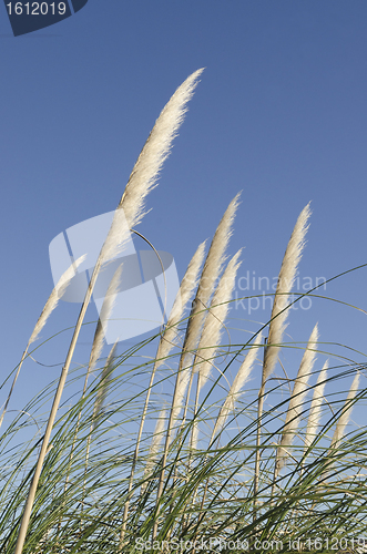 Image of reed flower