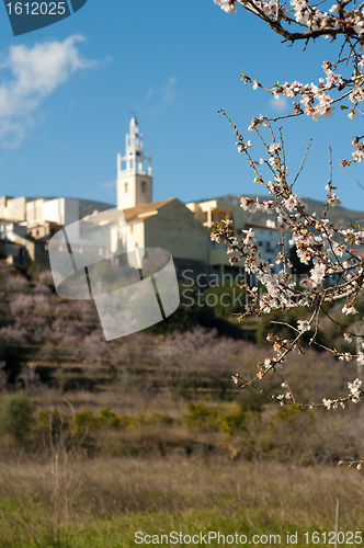 Image of Almond tree blossom