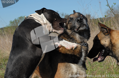 Image of biting pit bull