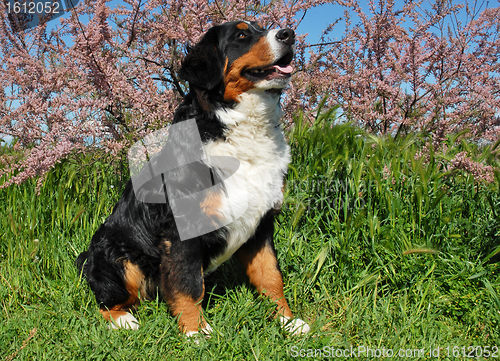 Image of bernese mountain dog