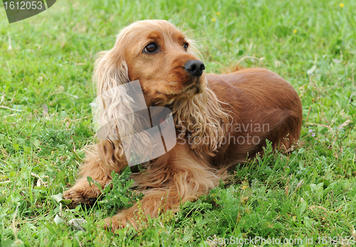 Image of cocker spaniel