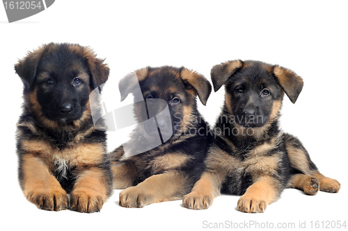 Image of puppies german shepherds