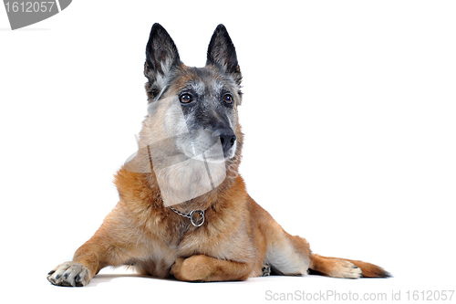 Image of old malinois