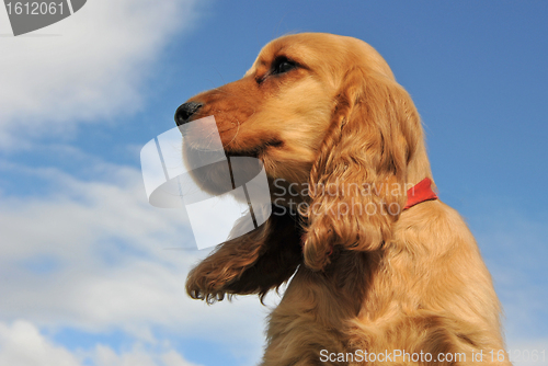 Image of puppy cocker spaniel