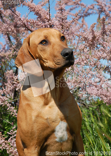 Image of puppy  Rhodesian Ridgeback