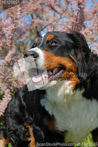 Image of young bernese mountain dog