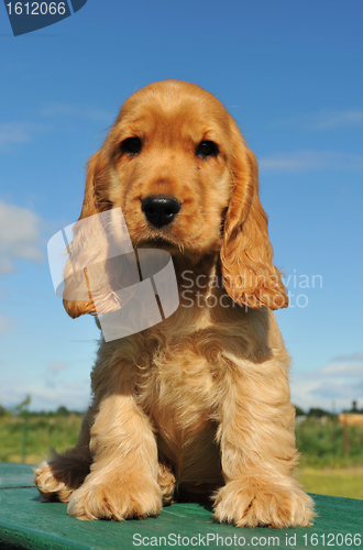 Image of puppy cocker spaniel