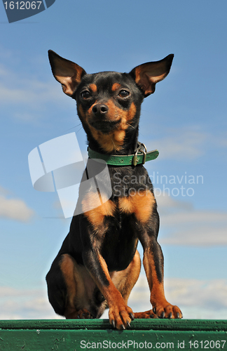 Image of miniature pinscher