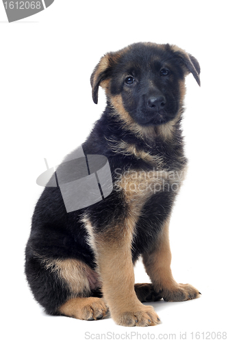 Image of puppy german shepherd