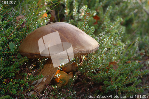 Image of Mushroom