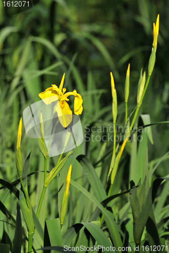 Image of wild iris
