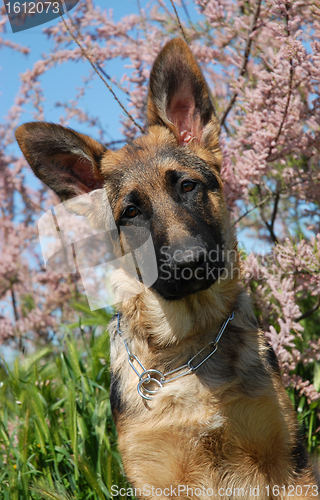 Image of puppy german shepherd