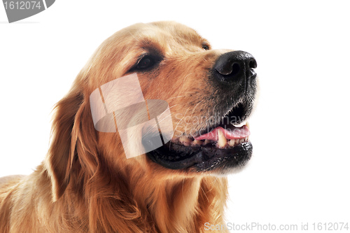 Image of golden retriever