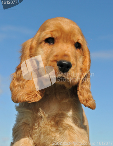 Image of puppy cocker spaniel