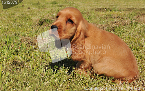 Image of puppy cocker spaniel