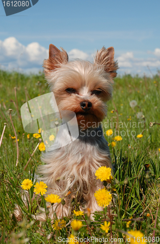 Image of yorkshire terrier