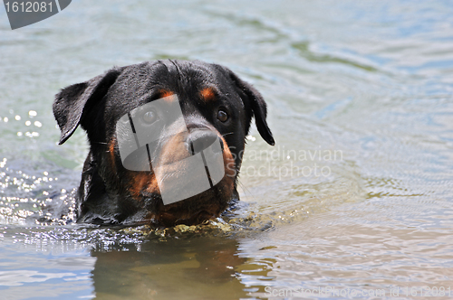 Image of swimming rottweiler