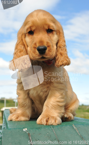 Image of puppy spaniel cocker