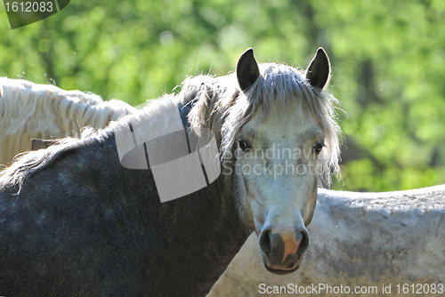 Image of young stallion camargue