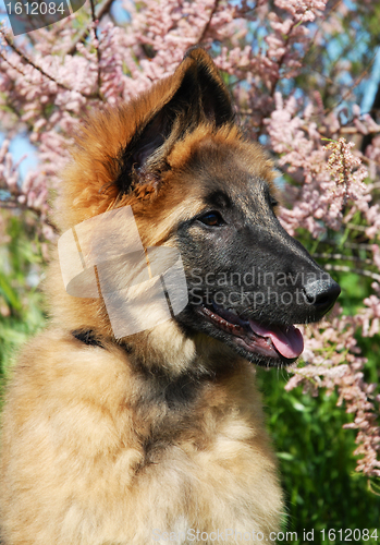 Image of puppy tervuren