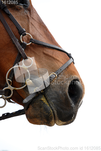 Image of bridle