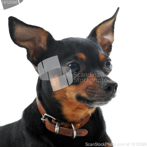 Image of miniature pinscher