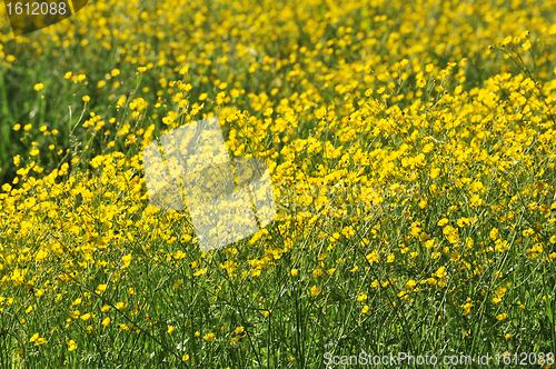 Image of field of flowers