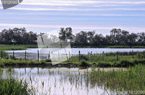 Image of wetlands 