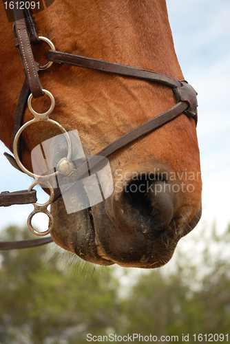 Image of horse bridle