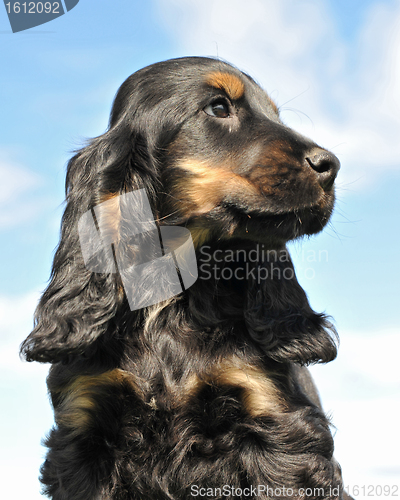 Image of puppy cocker spanier
