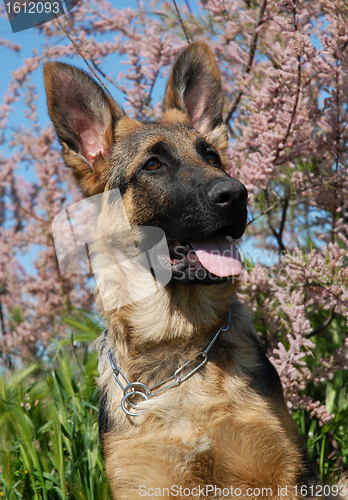 Image of puppy german shepherd