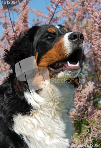 Image of young bernese mountain dog