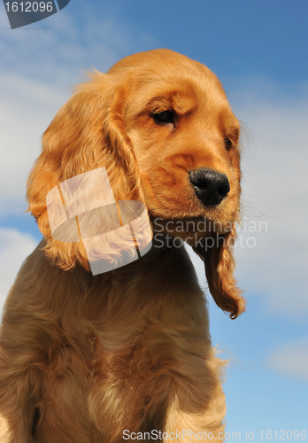 Image of puppy cocker spaniel