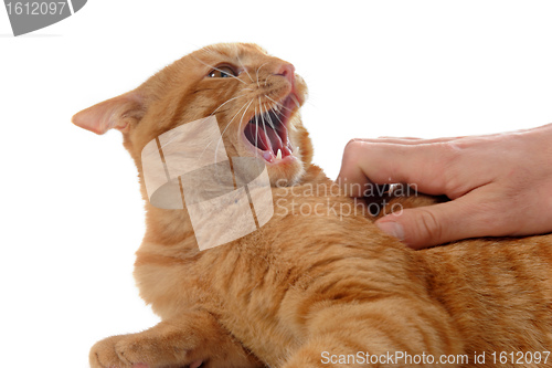 Image of aggressive ginger cat 