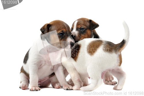 Image of puppies jack russel terrier