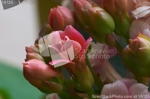 Image of Flowers of pink kolanhoe
