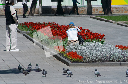 Image of Red tulips as photo-object