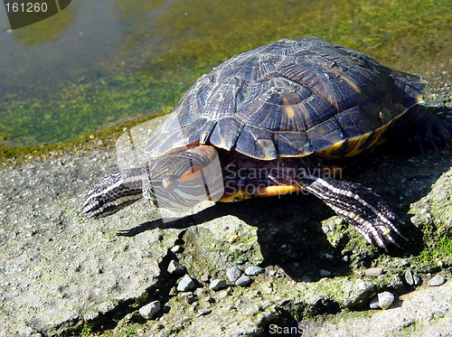 Image of Turtle