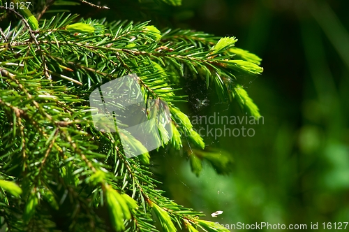 Image of Fir. Stick. Spider's web